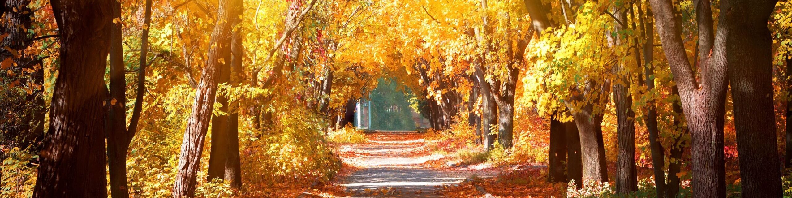 Herbst Weg